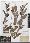 Foto von Salix caprea L. x Salix purpurea L.